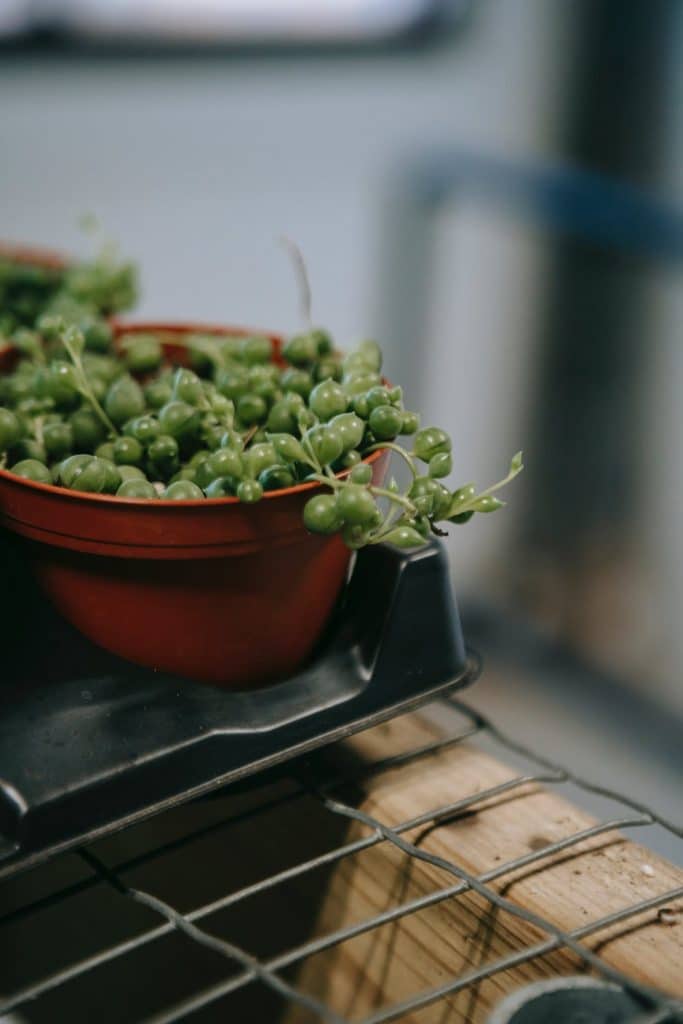 Senecio Herreianus bouture
