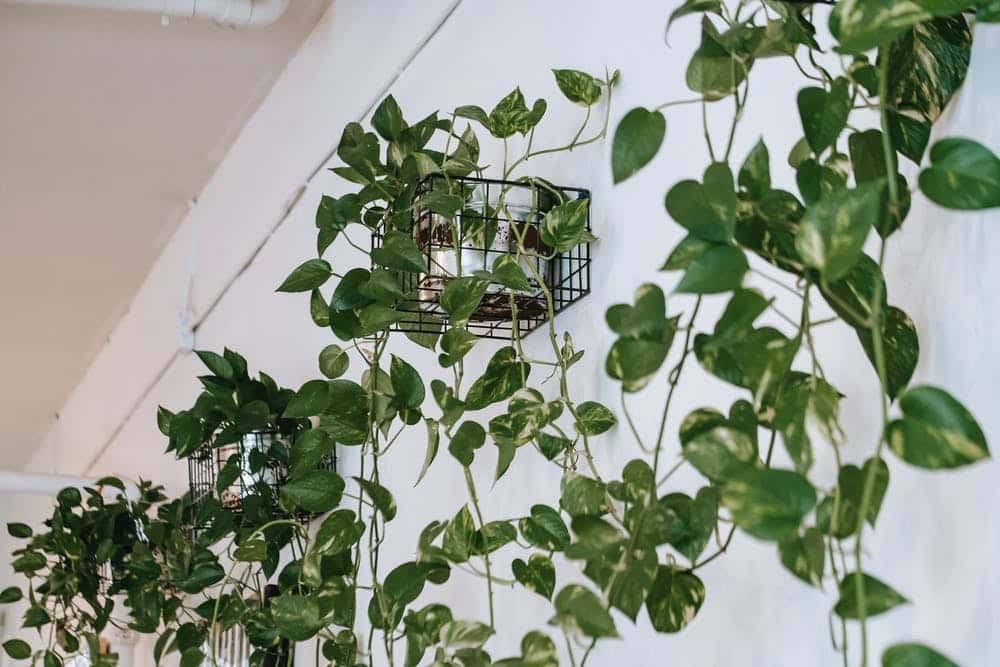 pourquoi faire mur vegetal interieur