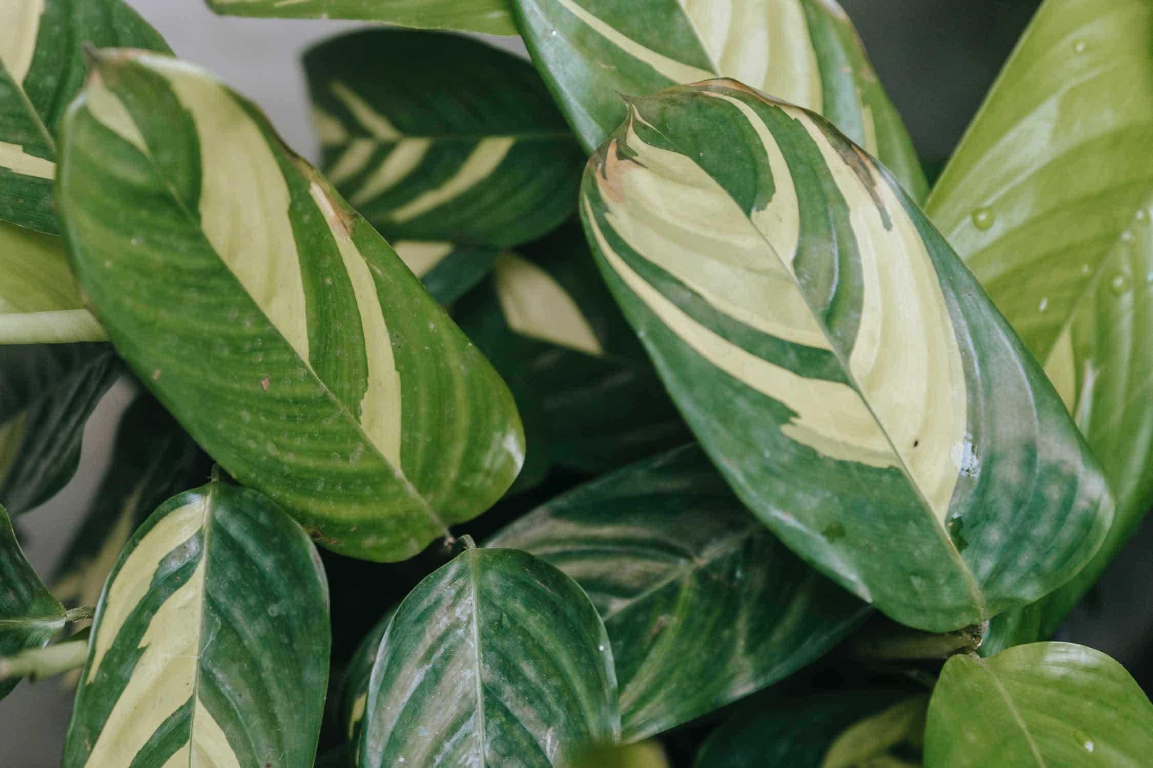 quelles plantes pour faire un mur vegetal interieur