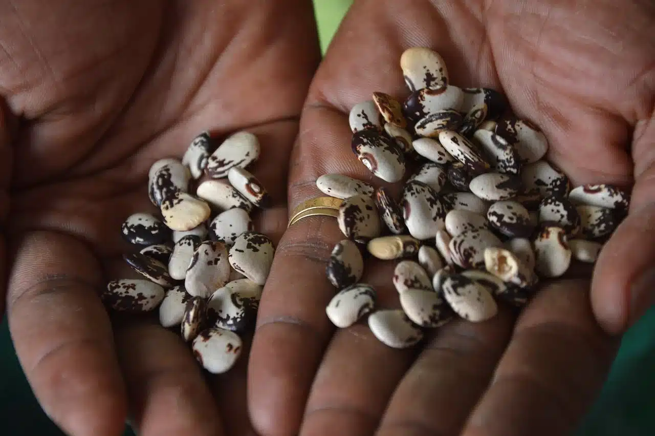 comment conserver le pois du cap