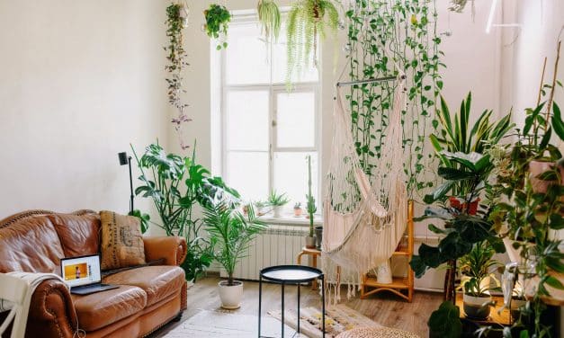 Comment s&rsquo;y prendre pour faire un mur végétal intérieur ?