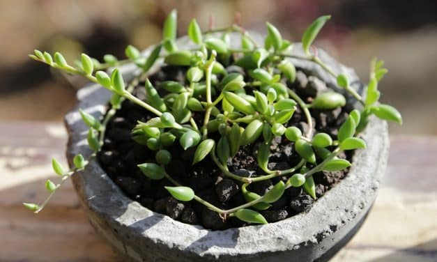 Quels sont les atouts du Senecio Herreianus ?
