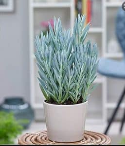 senecio aquarine
