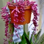 senecio herreianus purple M6