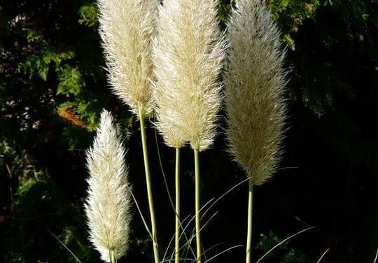 La fleur de pampa : la plante idéale pour votre décoration d’intérieur