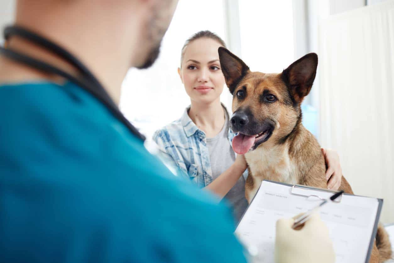 assurance pour les animaux