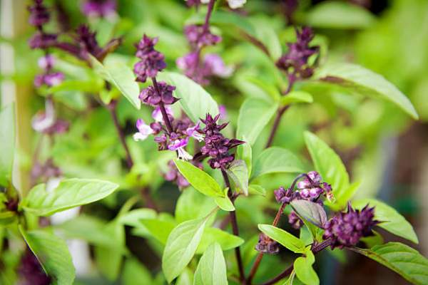 aspect basilic thai