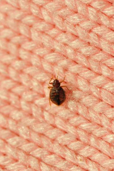 punaise marron dans la maison signification