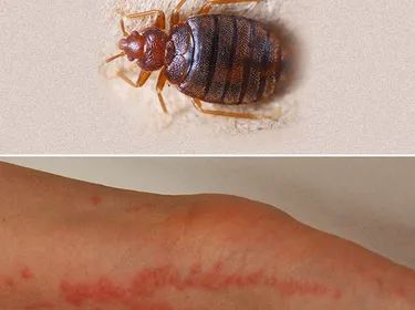 punaise marron dans la maison signification