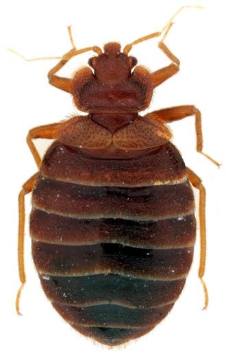 punaise marron dans la maison signification