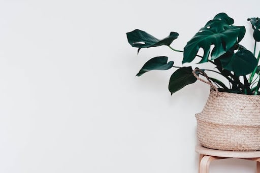 monstera adansonii