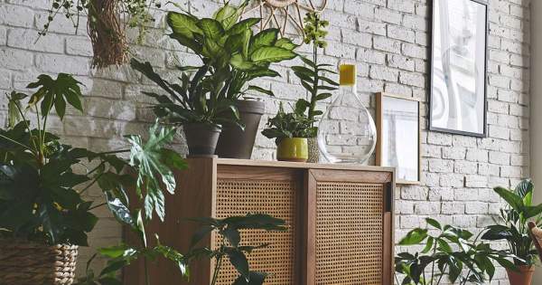 Une collection variée de plantes artificielles