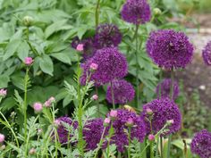 Bulbes de fleurs