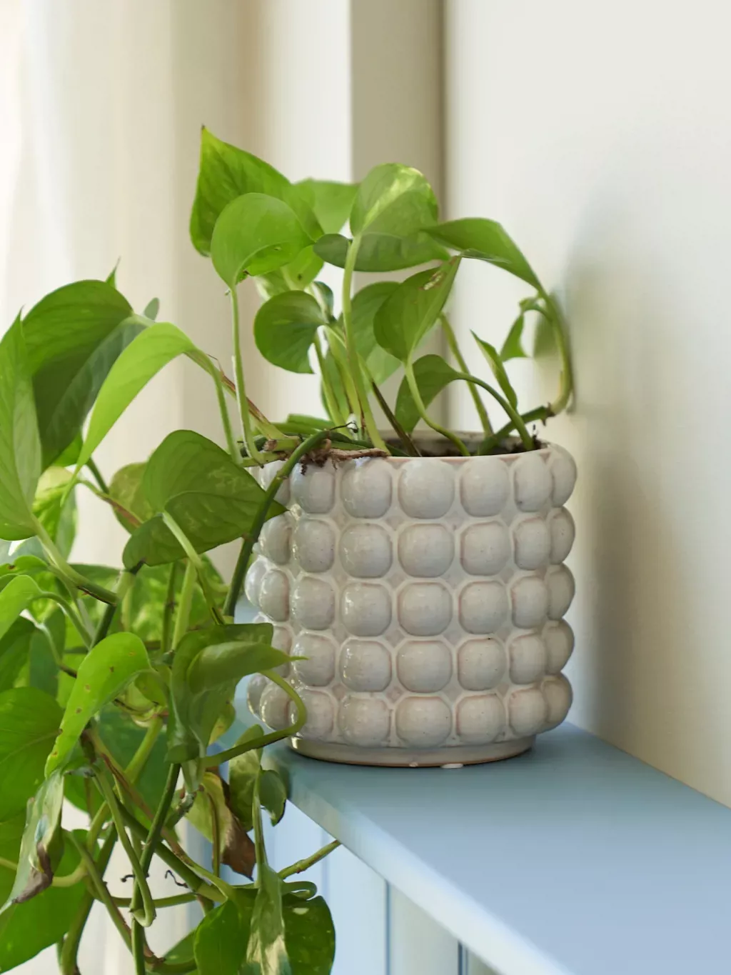 Cache-pot design plante intérieur